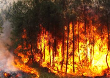 Dégâts occasionnés par les feux de forêts: L&rsquo;Etat met la main à la poche