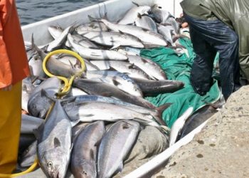 Pêche au thon rouge : Un nouveau décret en perspective