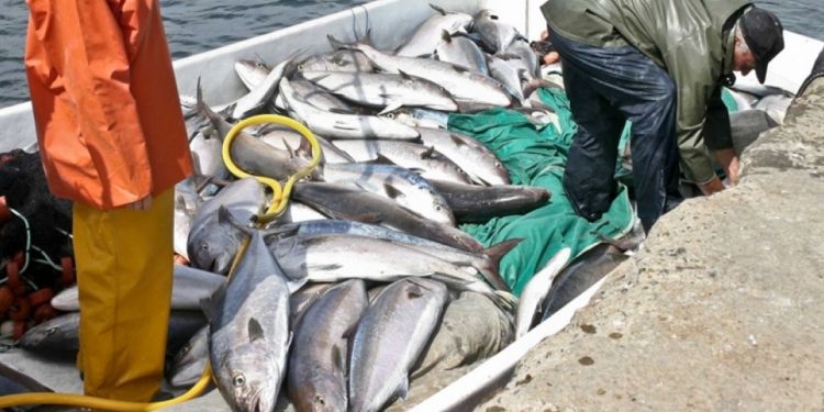 Pêche au thon rouge : Un nouveau décret en perspective