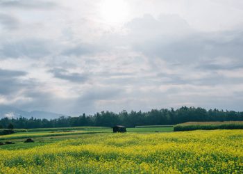 Culture du colza en Algérie : La première saison lancée