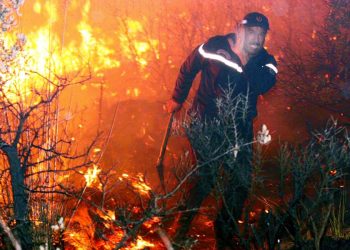 Bilan des feux de forêts en 2023 : 4,5 milliards de dinars partis en fumée