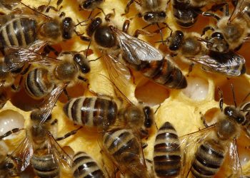 Apiculture