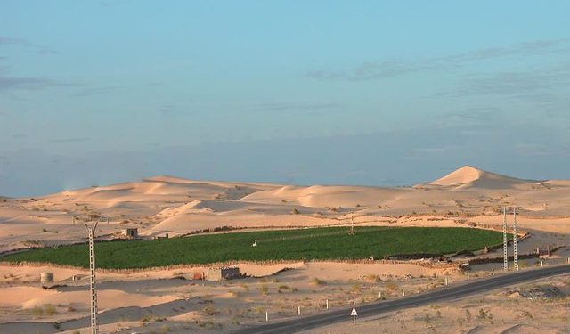 Culture de pomme de terre à El Oued