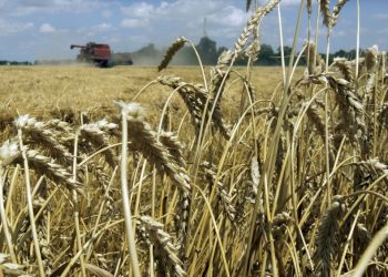 Céréales : Vers l'autosuffisance en blé dur d'ici à 2027