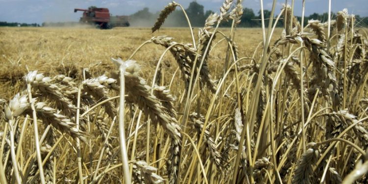 Céréales : Vers l'autosuffisance en blé dur d'ici à 2027