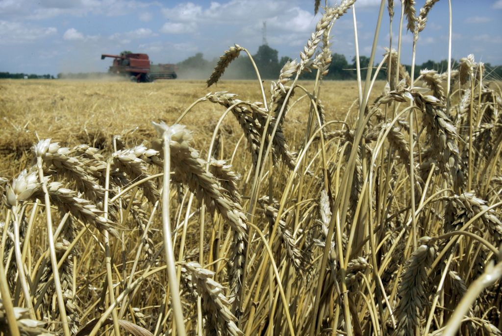 Céréales : Comment l’Algérie compte contourner la « crise du blé »