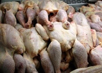 Frôlant les 450 DA/kg : Les prix du poulet s’envolent
