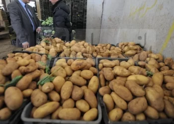 L’Algérie va importer 100 000 tonnes de pomme de terre en prévision du Ramadhan : Quid du prix et de la disponibilité ?