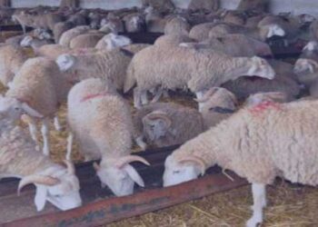Mouton de l&rsquo;Aïd : Des prix qui dépassent l&rsquo;entendement!