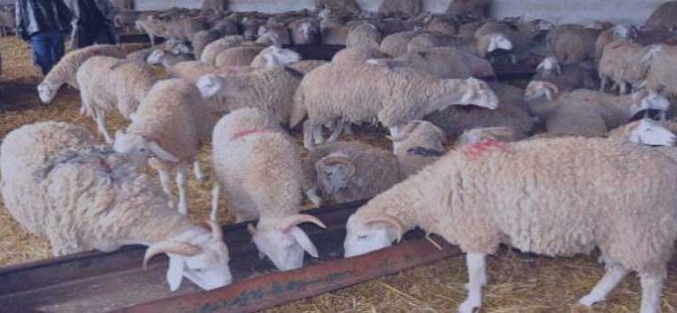 Mouton de l&rsquo;Aïd : Des prix qui dépassent l&rsquo;entendement!