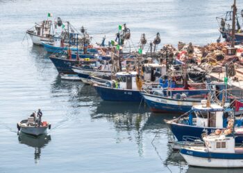 Production halieutiques à l’horizon 2030 : L’Algérie se dote d’une stratégie