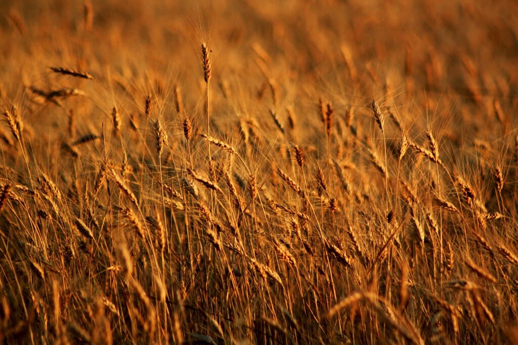 Champ de blé