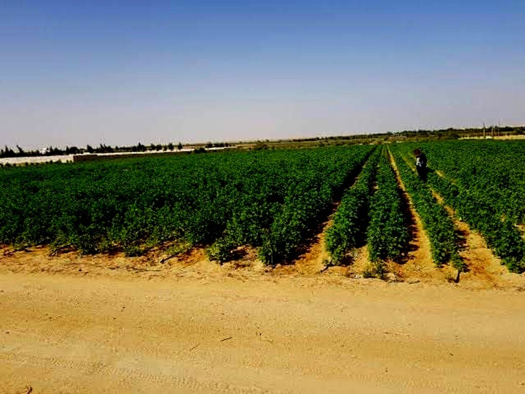 Relance du secteur de l'Agriculture : Le rôle central des fermes pilotes évoqué