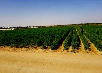 Relance du secteur de l'Agriculture : Le rôle central des fermes pilotes évoqué