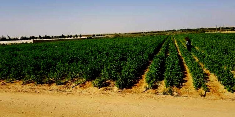 Relance du secteur de l'Agriculture : Le rôle central des fermes pilotes évoqué