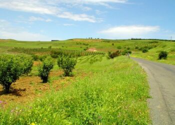 Fermes à Si Mahdjoub près de Médéa