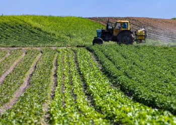 Intégration agriculture-élevage : Un système à renforcer en Algérie