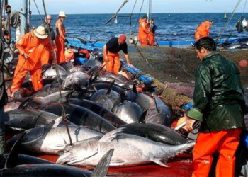 pêche au thon rouge