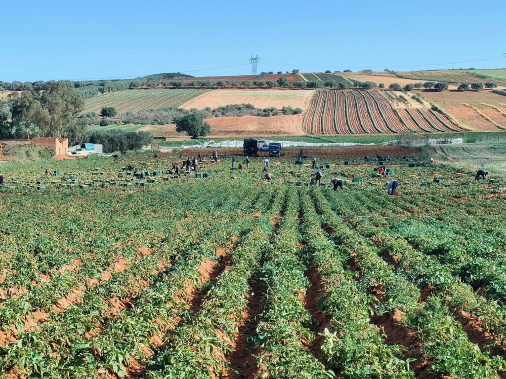 Développement de six cultures agricoles stratégiques