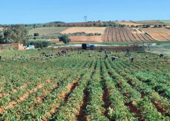 Développement de six cultures agricoles stratégiques