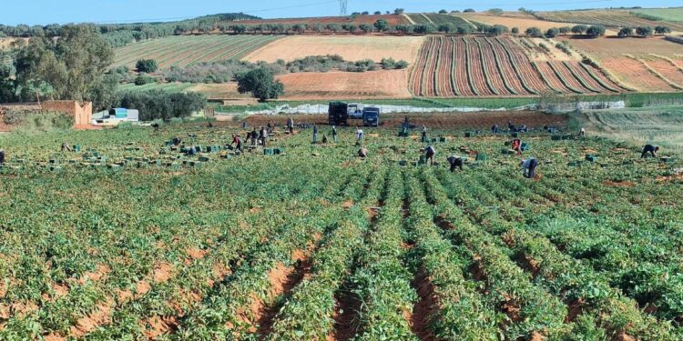 Développement de six cultures agricoles stratégiques