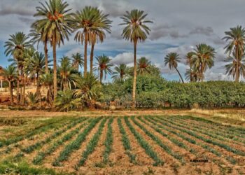 Investissement agricole dans le sud : Quelque 450.000 hectares transférés à l’agriculture saharienne