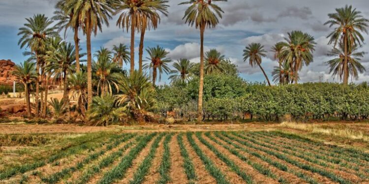 Investissement agricole dans le sud : Quelque 450.000 hectares transférés à l’agriculture saharienne