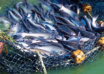 Avec un potentiel de production de 600 000 t/an : L’Etat met le cap sur l’aquaculture