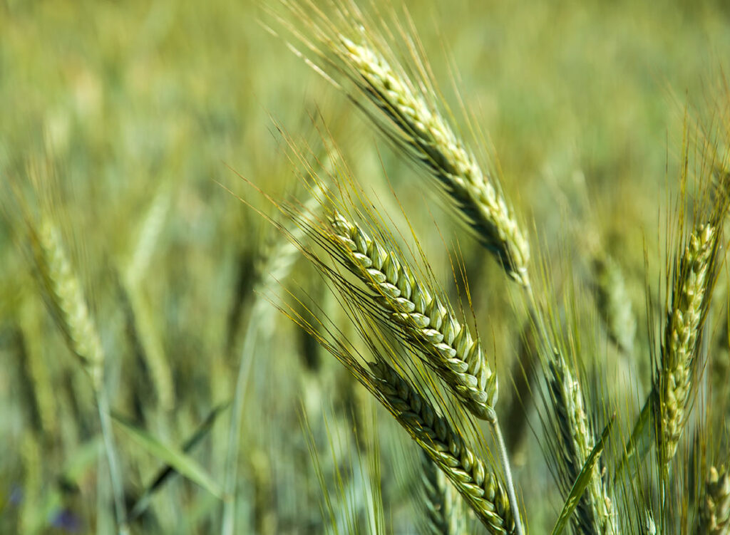 Le Triticale : Un excellent nettoyeur biologique des sols