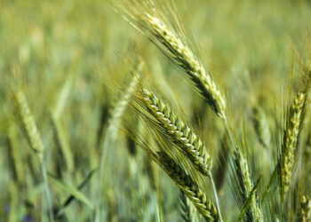 Le Triticale : Un excellent nettoyeur biologique des sols