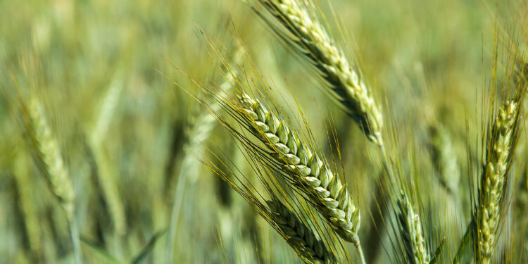 Le Triticale : Un excellent nettoyeur biologique des sols