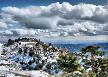 Parc de Chréa, entre ciel et terre : Poumon d’Alger et réserve de la biosphère