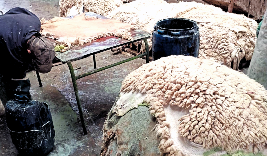 Batna : Plus de 15.000 peaux de moutons collectées le premier jour de l’Aïd El-Adha