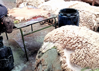 Batna : Plus de 15.000 peaux de moutons collectées le premier jour de l’Aïd El-Adha