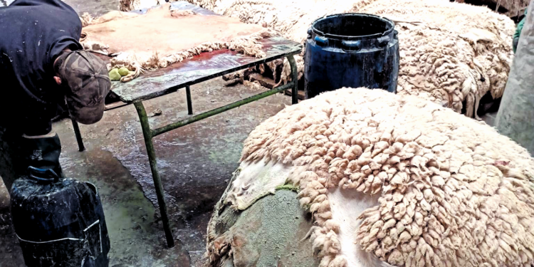 Batna : Plus de 15.000 peaux de moutons collectées le premier jour de l’Aïd El-Adha