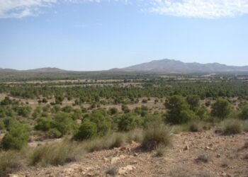 Djelfa : Des procédures et mesures pour lutter contre la désertification