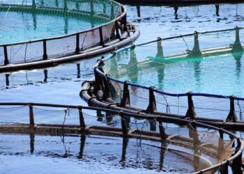 Elevage de poissons d’eau douce : 12.000 tonnes de production attendue d’ici fin 2024