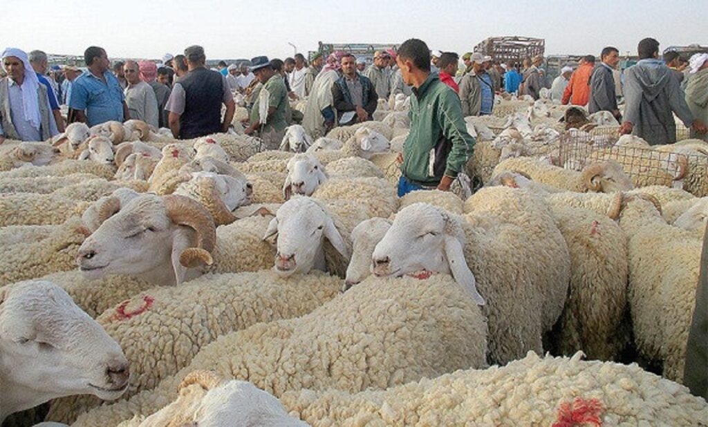À j-7 de l’Aïd El Adha, les prix des moutons excessivement chers