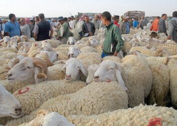 À j-7 de l’Aïd El Adha, les prix des moutons excessivement chers