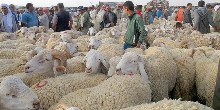 À j-7 de l’Aïd El Adha, les prix des moutons excessivement chers