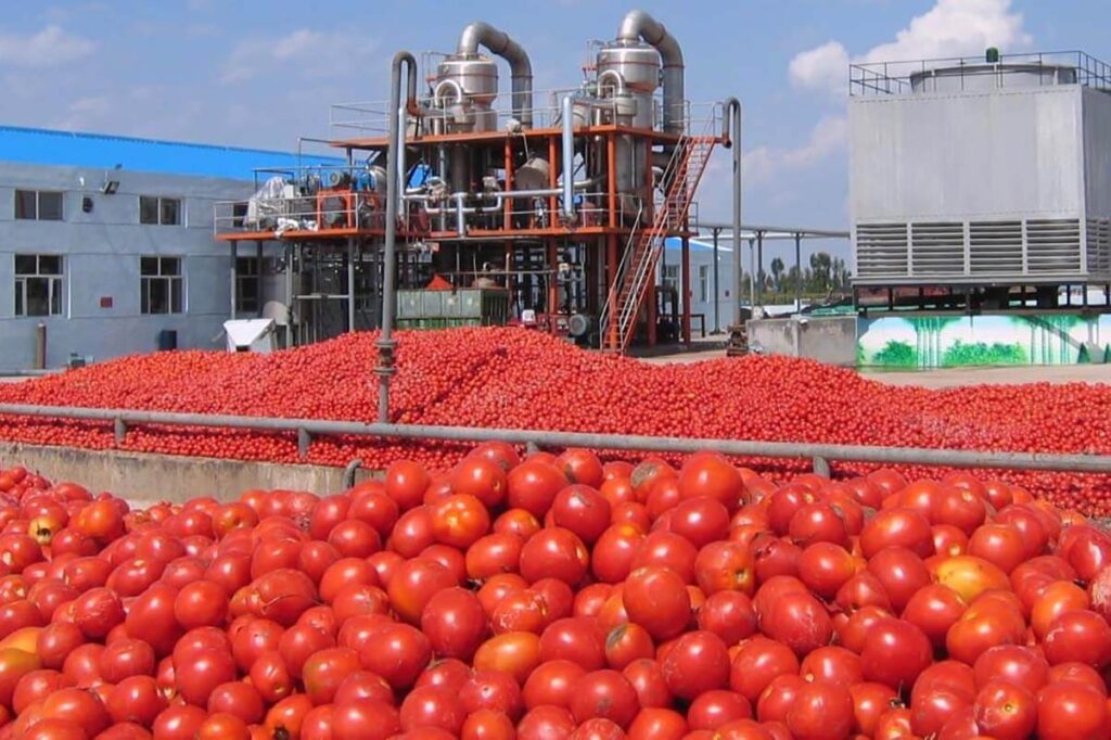 Campagne nationale de récolte et de transformation de tomates : Cherfa donne le coup d’envoi depuis Skikda