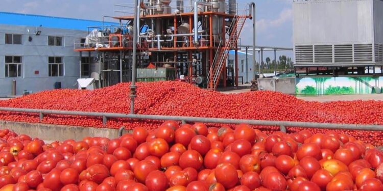 Campagne nationale de récolte et de transformation de tomates : Cherfa donne le coup d’envoi depuis Skikda