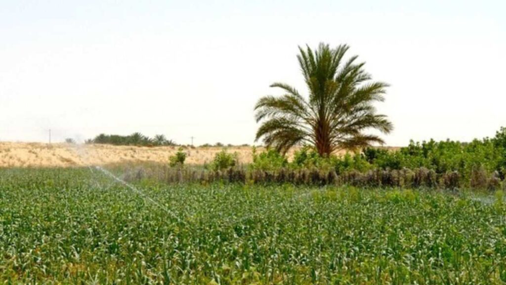 projets agricoles dans le Sud