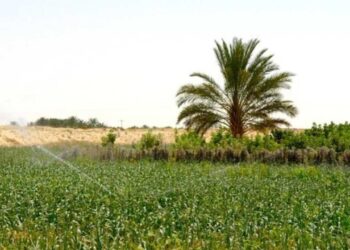 projets agricoles dans le Sud