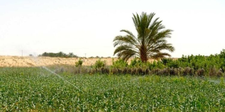 projets agricoles dans le Sud