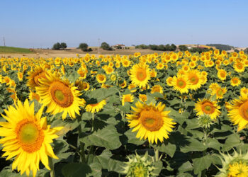 Culture de tournesol à Chlef : Une expérience réussie et des horizons prometteurs