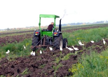 Vulgarisation et communication en milieu rural : Levier majeur du développement agricole