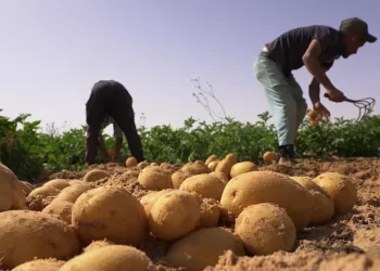 La formation dans le secteur agricole : Les conditions d'un nouvel essor