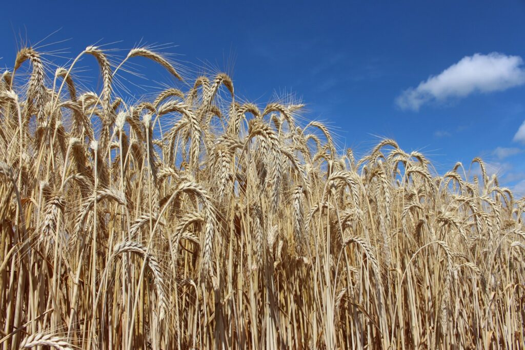 Agriculture : Le Triticale, un excellent nettoyeur biologique des sols