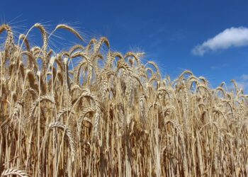 Agriculture : Le Triticale, un excellent nettoyeur biologique des sols